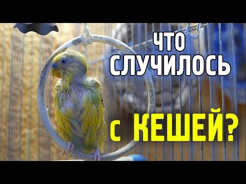 ВОЛНИСТЫЙ ПОПУГАЙ ЗАБОЛЕЛ! КЛЕЩИ У ПОПУГАЕВ! ЛЕЧЕНИЕ И ПРОФИЛАКТИКА!