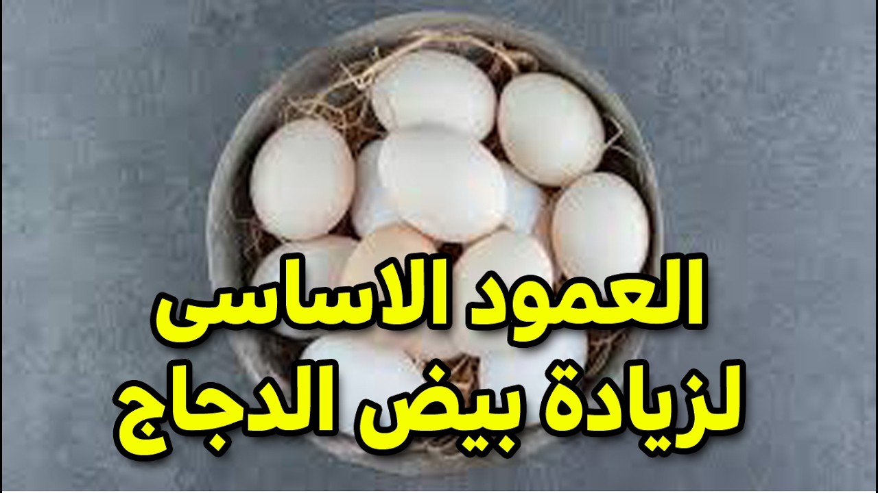 العمود الاساسي لزيادة البيض 