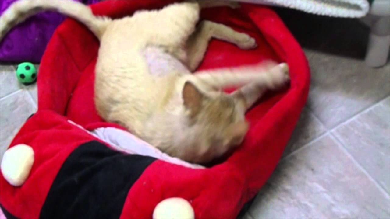 cute cats for sale Rusty