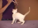 Kitten Training | drsophiayin.com