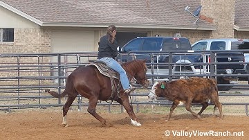 Jae Bar Desire - working cows - ValleyViewRanch.net