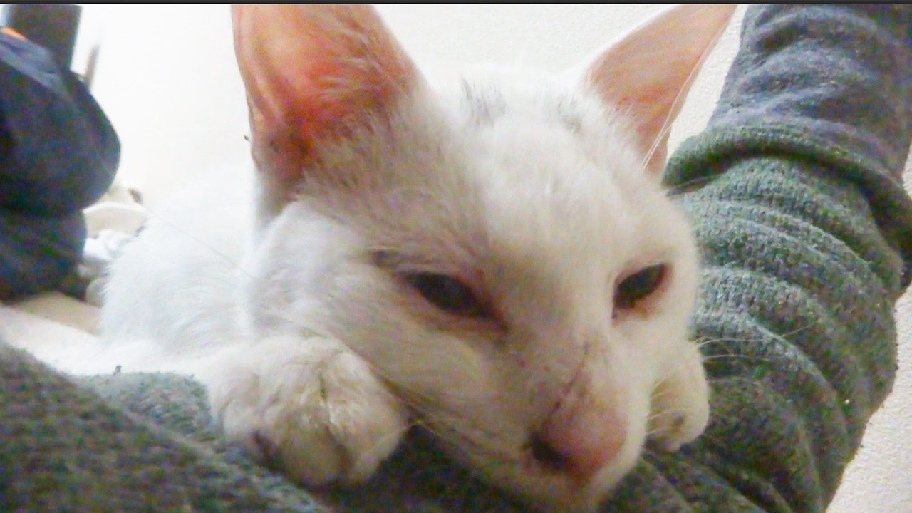 ボロボロの白い子猫、保護された日　Memories of my spacecat