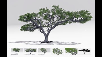 African Acacia Tree S4