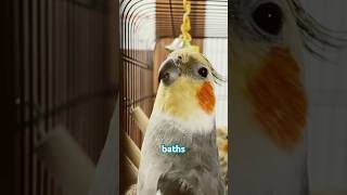 Why does cockatiels shed feathers? #birds #cute #love #animals