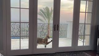 Serval Cat Wild Cat Got Inside My House