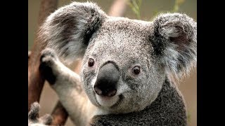 Hushi - Koala