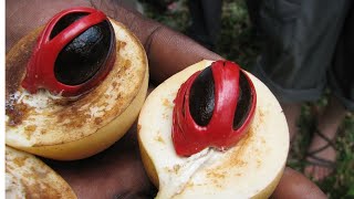 The Golden Spice: India's Most Expensive Nutmeg & Mace | So Expensive Series 2