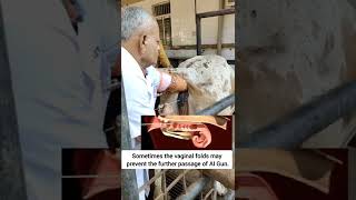 how to do artificial insemination in cow step-by-step explained | prof GNP screenshot 1