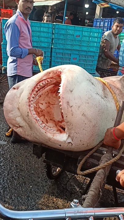 👹 OH MY GOD || 😱😱 || BIG SHARK !! 🦈 :: #shark #fish #viral