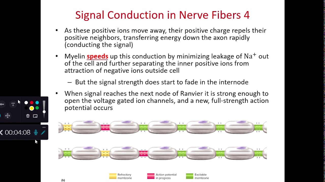 BIOL 214 Signal Conduction and Synapses (Ch 12 Part 11) - YouTube