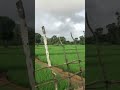 Field View #goa #ytshorts #love #funny #field #trendingshorts goa india