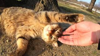 少し不機嫌？尻尾を振り回しながらモフられる美猫