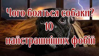 What are dogs afraid of? 10 worst phobias by Жива Планета 305 views 1 month ago 11 minutes, 40 seconds
