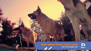 DOGTV - Leave a Little Love on