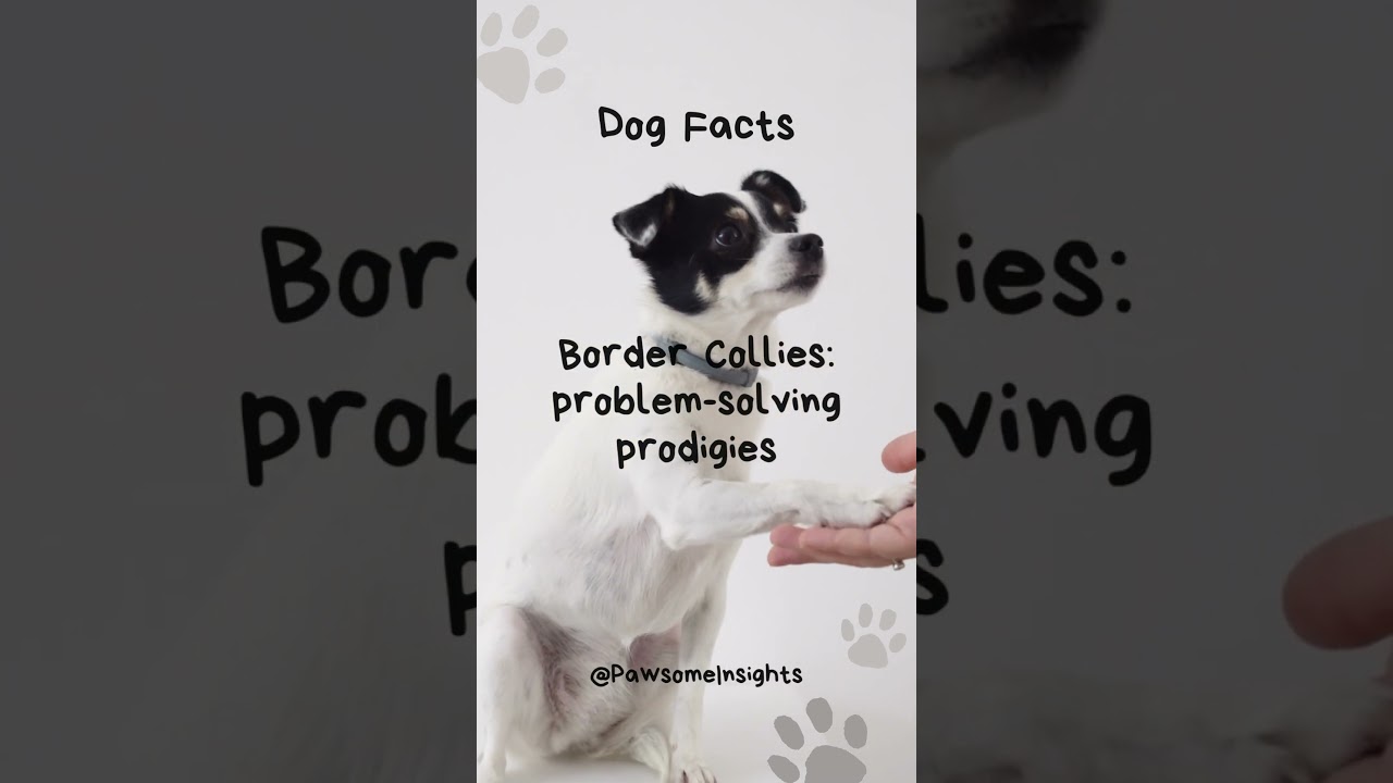 Border Collie Problem solving skills 