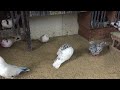 #Pigeons.Что делать если голуби начили болеть вертячкой.