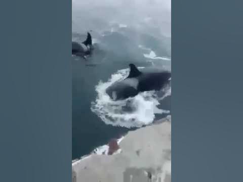 Спасли касатку. Спасение касаток на сахалине. Спасли касатку в охотске. Выбросило касатку на мель. Спасли касатку.