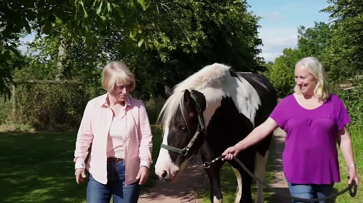 Equilibrium - Animal-assisted therapy and counsell...