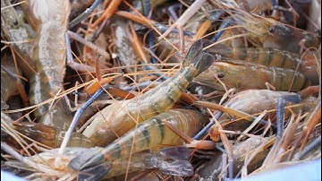 Nông dân miền Tây trúng mùa, trúng giá, bắt tôm càng xanh ăn Tết | NTV News