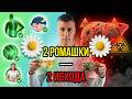 Ромашковый чай когда полезно а когда отравляет печень