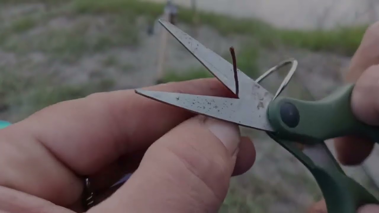 Pescuit pe raul Mures la somn si mreana  , plus o super montura de pescuit la somn pe rau