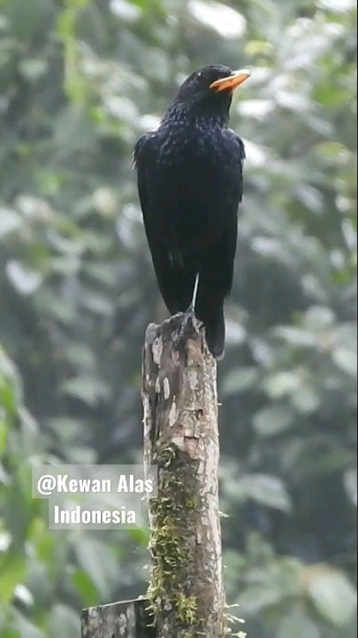 Ciung-batu Siul tengger di atas tunggak kayu