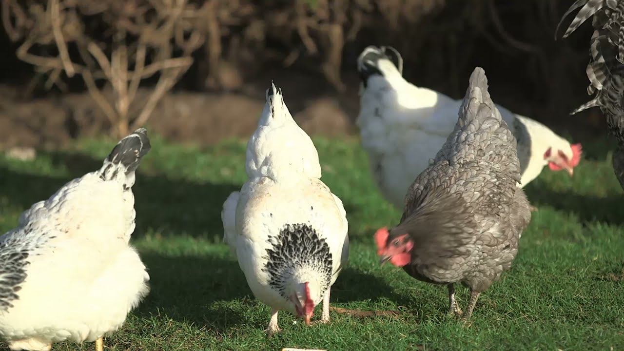 Fancy hens farming in Karachi Pakistan || fancy Chicken In Karachi pakistan ||