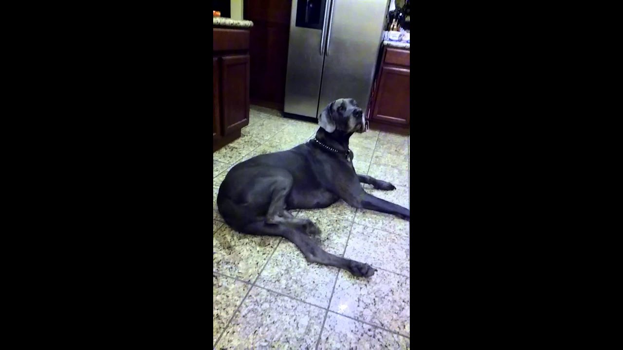great dane problems youtube
