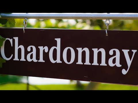 Wideo: Badamy Odmiany Win: Chardonnay, Cabernet, Merlot Itp