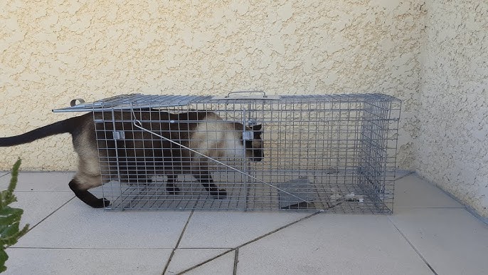 Comment utiliser une cage de piégeage pour capturer un chat errant ? 