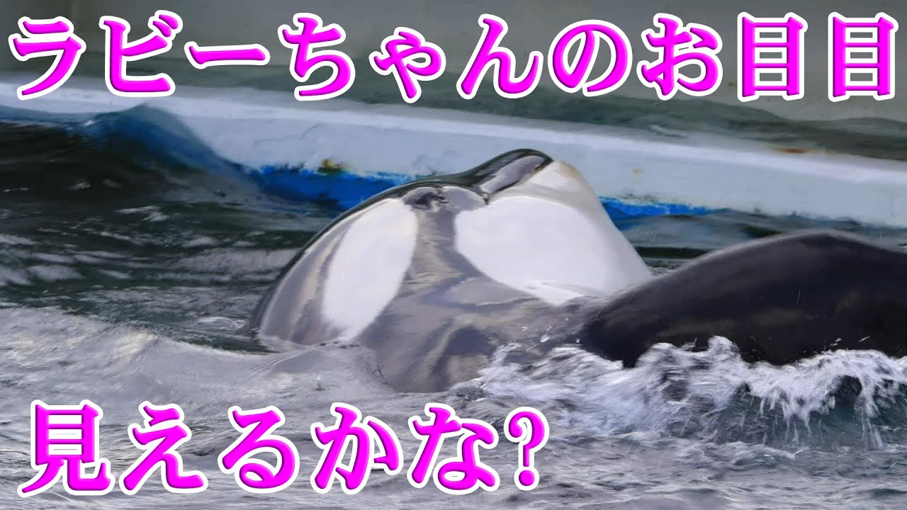 ラビーちゃんのお目目見えますか 鴨川シーワールド シャチ Youtube