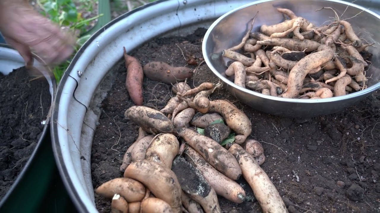 3 signs it's time to harvest sweet potatoes!