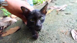 Poor stray abandoned black kitten is very hungry and asking people to adorable her