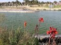 A Lake in the Middle of the Desert at Dimona's Ben Gurion Park