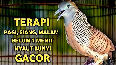 Perkutut Lokal Gacor Suara Paling Ampuh Untuk Pancingan Burung Perkutut Agar Bunyi‼️