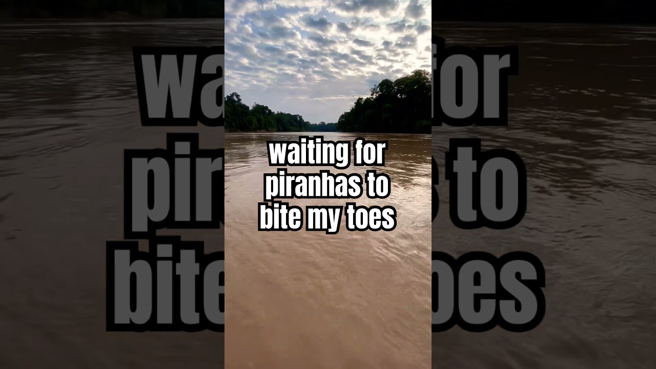 tempting piranhas in the amazon