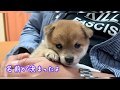 【妹ちゃんの名前が決まりました✨】豆柴サニーちゃんの妹ちゃん #6