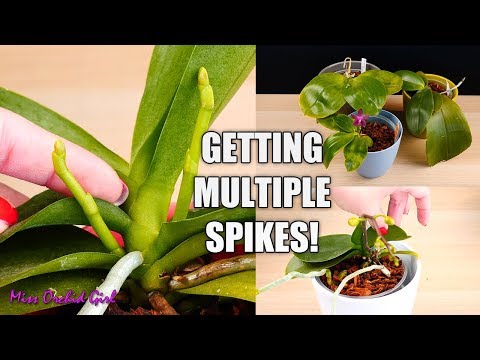 Video: Phalaenopsis, The Basics Of Keeping Orchids In An Apartment - 1