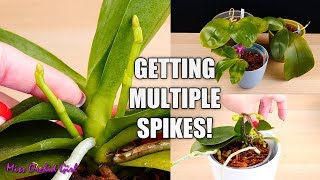 Phalaenopsis Orchids - How I get multiple flower spikes! 🌸🌸🌸