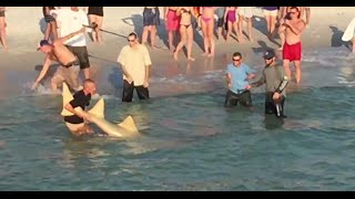 Http://inside-naples-florida.com - a huge sawfish / carpenter shark
caught at the naples pier! shot with my iphone.