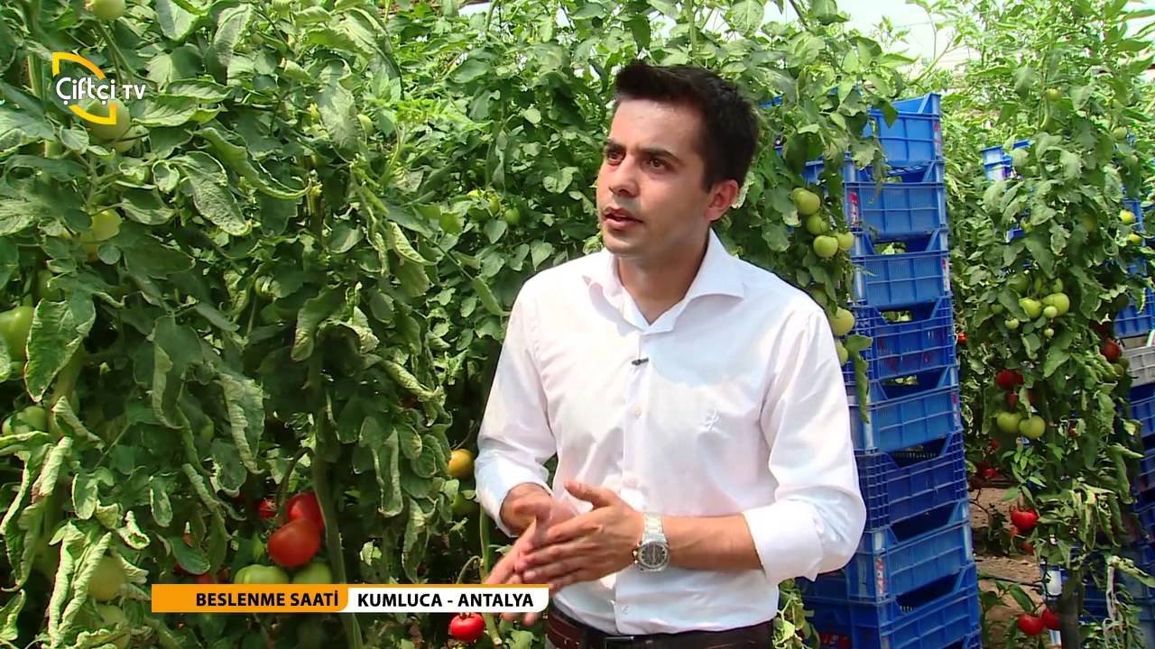 BESLENME SAATİ - ÖRTÜ ALTI DOMATES YETİŞTİRİCİLİĞİ