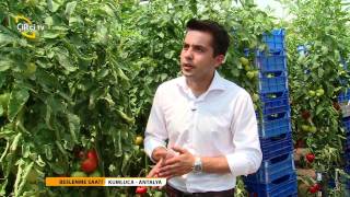 BESLENME SAATİ - ÖRTÜ ALTI DOMATES YETİŞTİRİCİLİĞİ