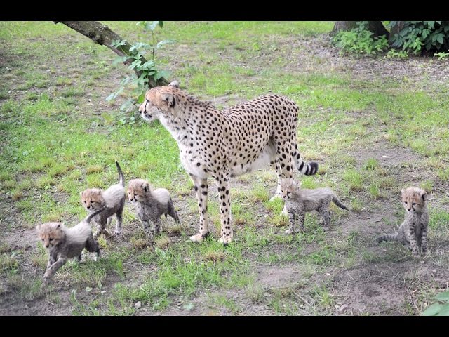 Neue Erdmännchen-Truppe im Rostocker Zoo