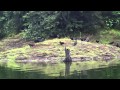 The Birds of Lake Bayano, Panama - Las Aves (Pájaros) de Lago Bayano, Panamá