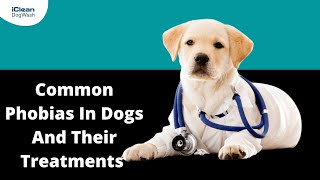 Common Phobias In Dogs And Their Treatments by iClean Dog Wash 7 views 2 years ago 34 seconds