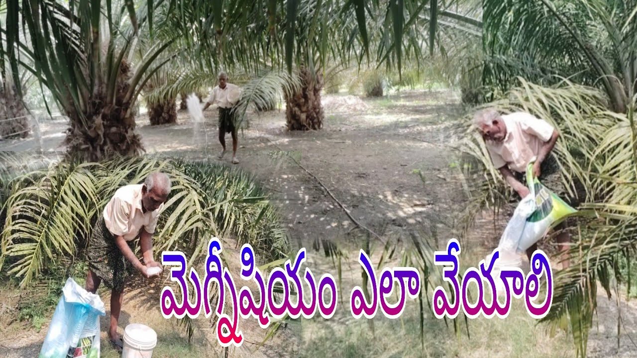 పామాయిల్ కి మెగ్నీషియం వేశాను ఎకరాకి ఎంత వేశాను ఎలా వేశాను