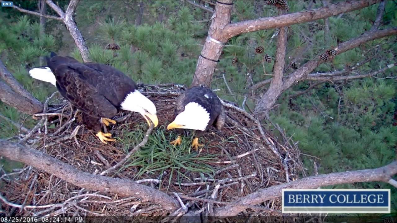 Berry College Eagles - Dad and ??? at the nest - 08-25-16