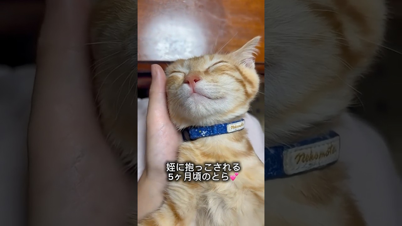 姪に抱っこされる5ヶ月頃のとら💕 #子ネコ #保護猫#姪
