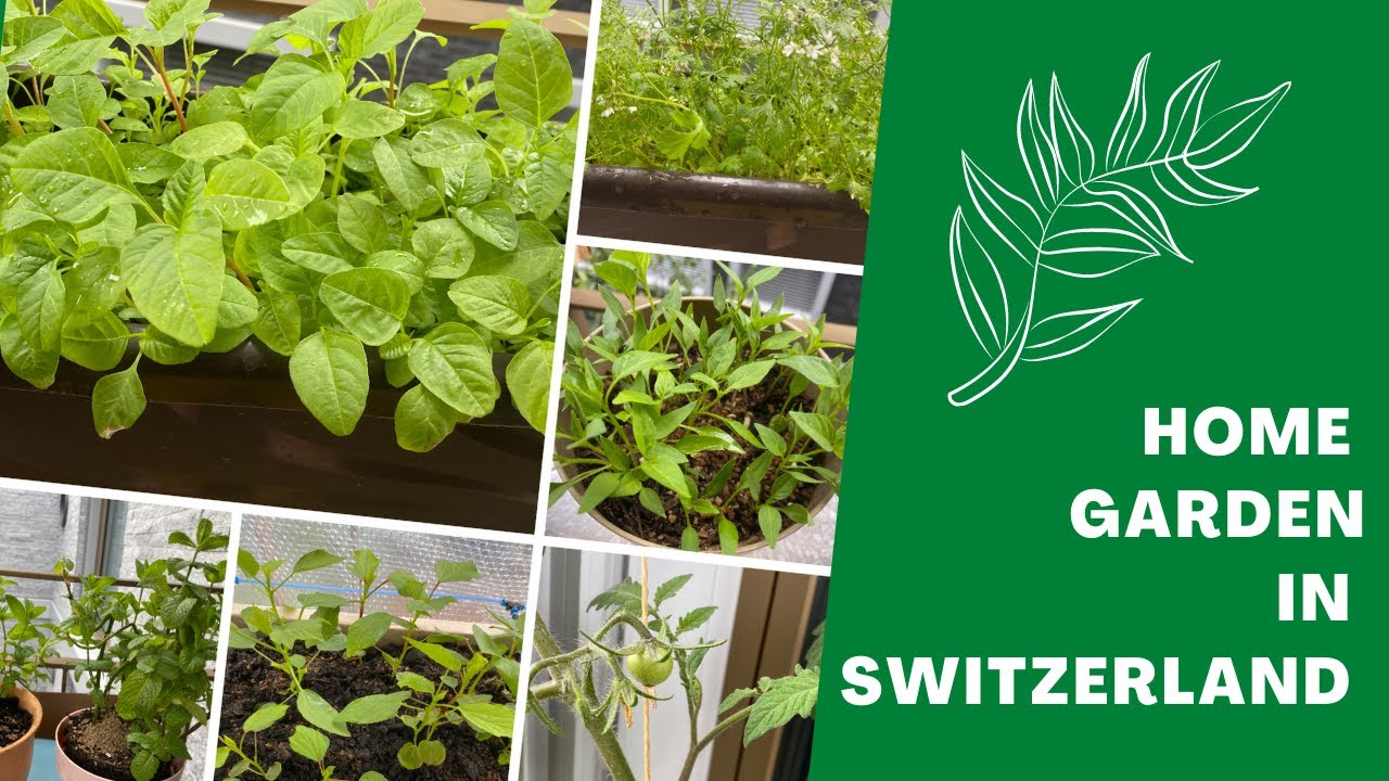 My home garden in Switzerland | Hunger & Wonder! | Balcony Garden story