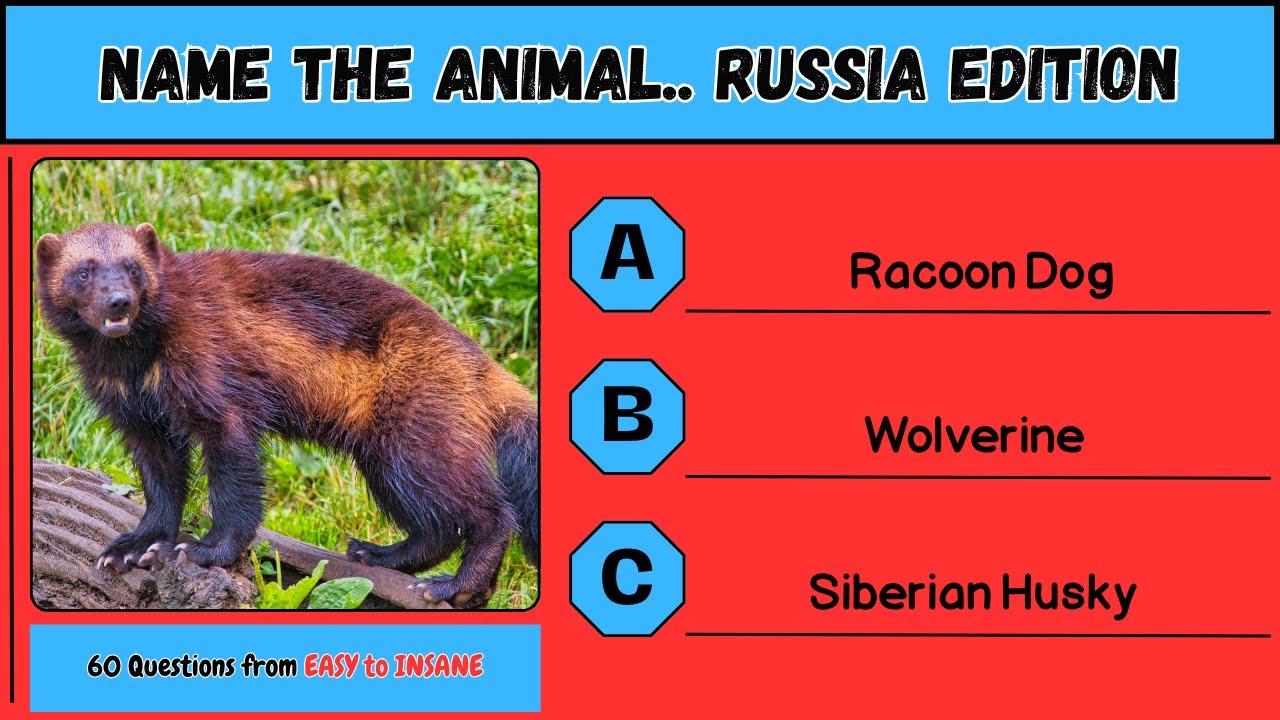 How many animals 🐺🐻can you name.👀 60 🦨🐅Animals🐈‍⬛ in Russia🐍
